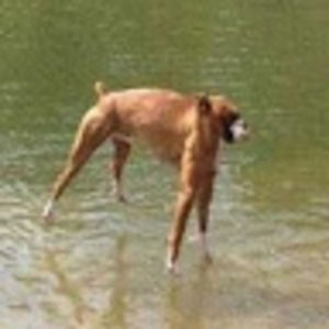 Meet your Posher, Steven